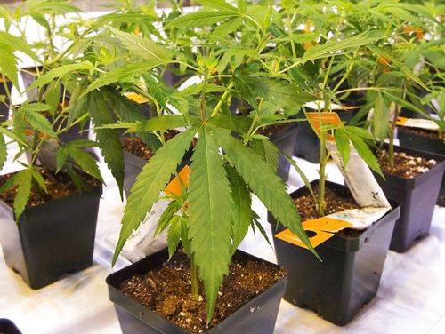 cannabisplanter