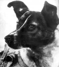 Hunden Laika, der blev sendt i rummet med Sputnik II