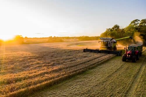 En mejetærsker og en traktor høster moden korn på en stor dansk mark i aftensol. Støv hvirvler over det dyrkede landskab, mens træer danner baggrund langs markens kant.