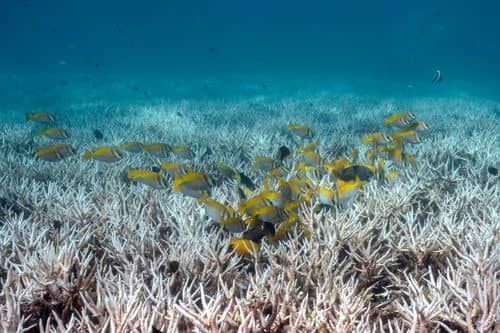 Fisk svømmer over afblegede koraller under vandet ved Koh Tao i Thailand