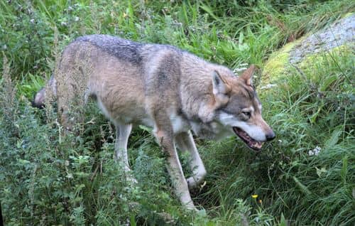 En ulv fotograferet i naturen.