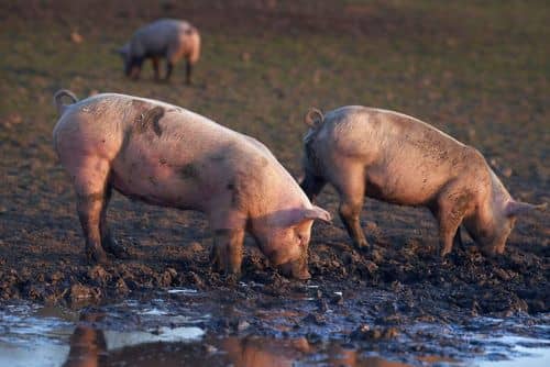 Økologiske frilandsgrise i mudderet på markerne ved Skovgaard en forårsaften i april 2018.